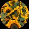 labsunflowers